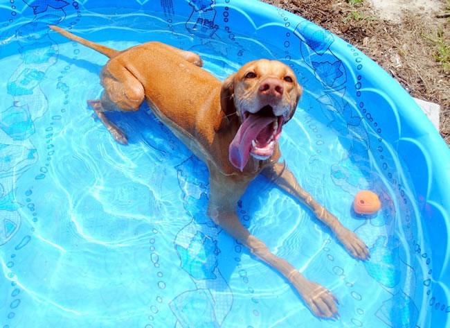 Tips to Help Your Pets Beat the Heat