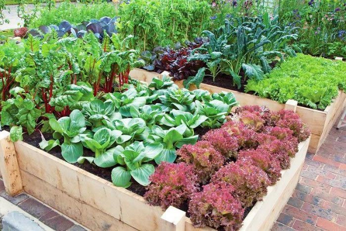 Springtime Gardening: Grow Your Own Veggies!
