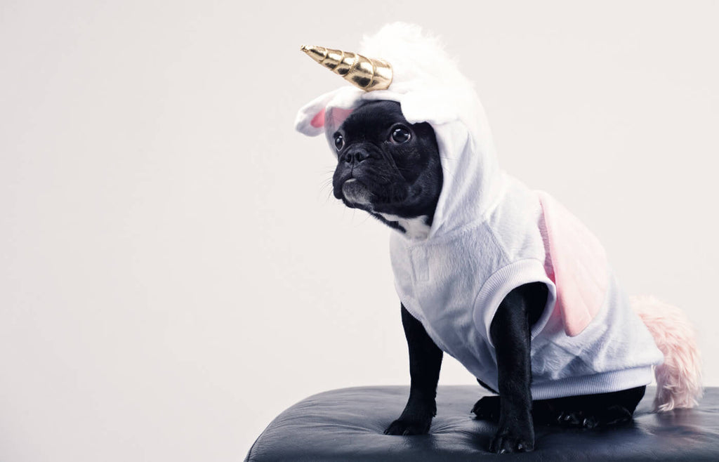 HAPARI Halloween Edition:  Costume Ideas for Your Pet!