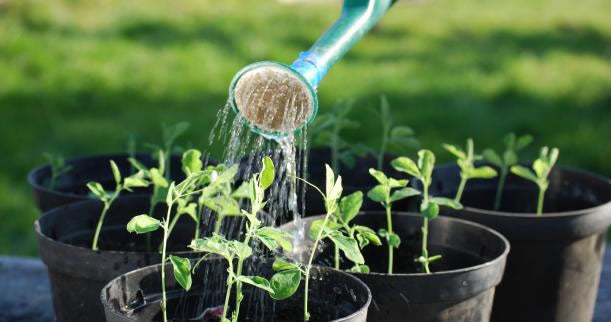 Easy To Read Guide to Watering Outdoor Plants