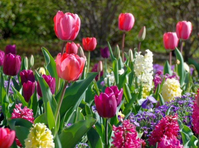 Want Beautiful Blooms? Try HAPARI’s Spring Floral Guide